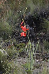 Gladiolus saundersii