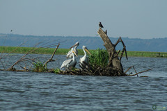 Pelecanus onocrotalus