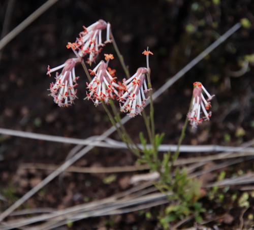 Image of Gooseneck Drumsticks (Glumicalyx goseloides) by (c) Tony Rebelo, some rights reserved (CC BY-SA)
