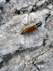Epistomentis pictus