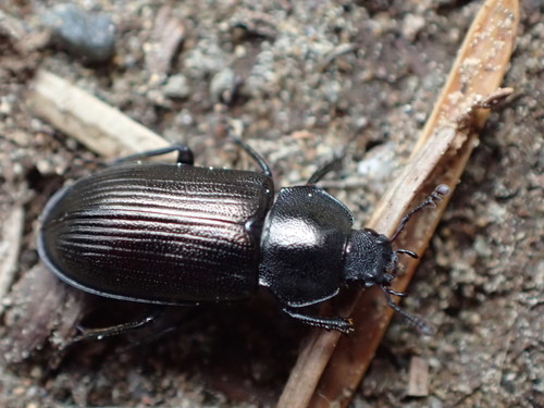 Platyceroides pampinatus · iNaturalist