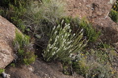 Selago densiflora