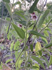 Hermannia boraginiflora