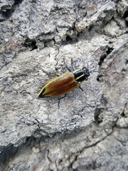 Epistomentis pictus