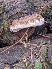 Rigidoporus ulmarius