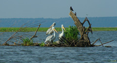 Pelecanus onocrotalus