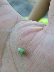 Sinopla perpunctatus