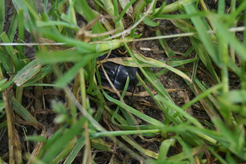 Silpha carinata, Soest, Nederland, photo 9 of 10