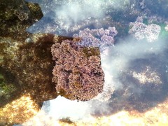 Ellisolandia elongata