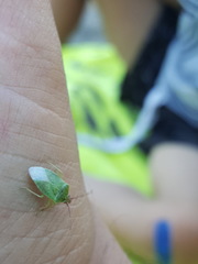 Sinopla perpunctatus