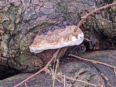 Rigidoporus ulmarius