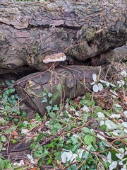 Rigidoporus ulmarius