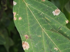 Cuatresia cuneata