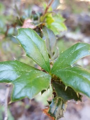 Berberis darwinii