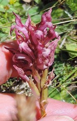 Anacamptis coriophora carpetana