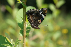 Vanessa atalanta