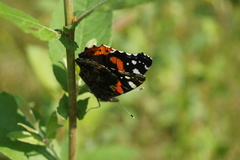 Vanessa atalanta