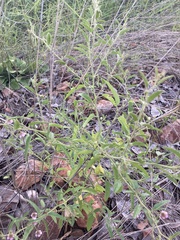 Hermannia boraginiflora