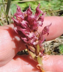 Anacamptis coriophora carpetana