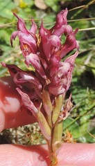 Anacamptis coriophora carpetana