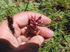 Anacamptis coriophora carpetana
