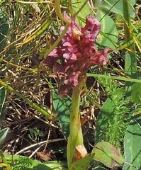 Anacamptis coriophora carpetana