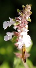 Metisella malgacha