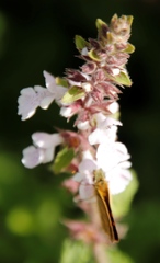 Metisella malgacha
