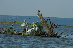 Pelecanus onocrotalus