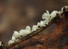 Calyptella capula