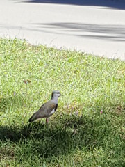 Vanellus chilensis