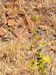 Leonotis nepetifolia