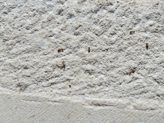 Tetramorium
