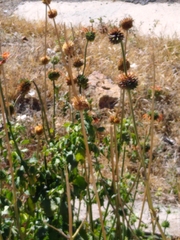 Leonotis nepetifolia