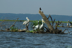 Pelecanus onocrotalus