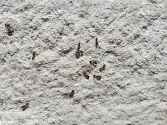 Tetramorium
