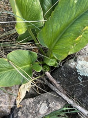 Arum pictum