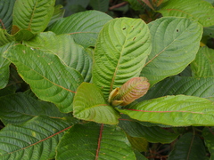 Saurauia