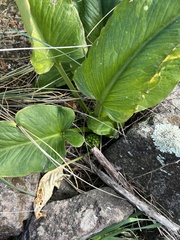 Arum pictum
