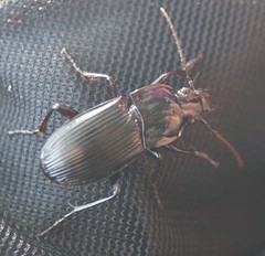 Abax parallelepipedus