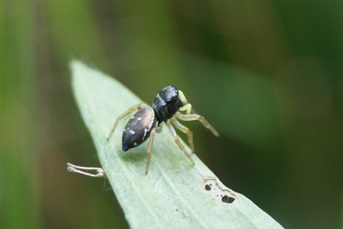 Copper Sun Jumper, De Berg Noord, Amersfoort, Nederland, photo 9 of 10