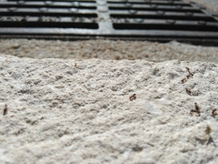 Tetramorium