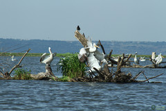 Pelecanus onocrotalus