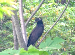 Spizaetus tyrannus