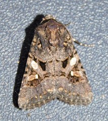 Tycomarptes inferior