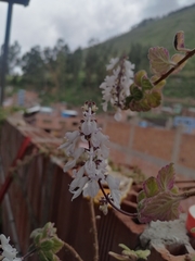 Coleus forsteri