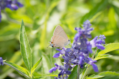 Satyrium favonius