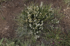 Selago densiflora