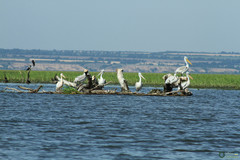 Pelecanus onocrotalus