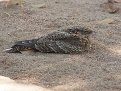 Systellura longirostris